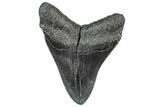 Fossil Megalodon Tooth - South Carolina #362242-1